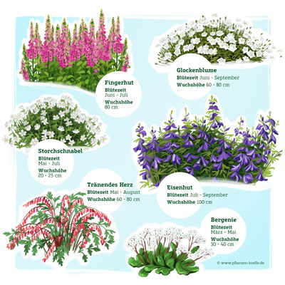 Schattenstauden Set, 18 Pflanzen für 3 m², bunt Schattenstauden Set, 18 Pflanzen für 3 m², bunt
