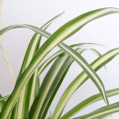 Grünlilie 'Variegatum', Ampeltopf-Ø 17 cm, Höhe ca. 35 cm