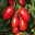 Tomatenpflanzen Dattel Mix F1, Topf-Ø 12 cm, 5er-Set