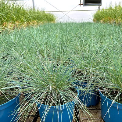 Kölles Beste Blauschwingel 'Elijah Blue', 19 cm Topf Kölles Beste Blauschwingel 'Elijah Blue', 19 cm Topf