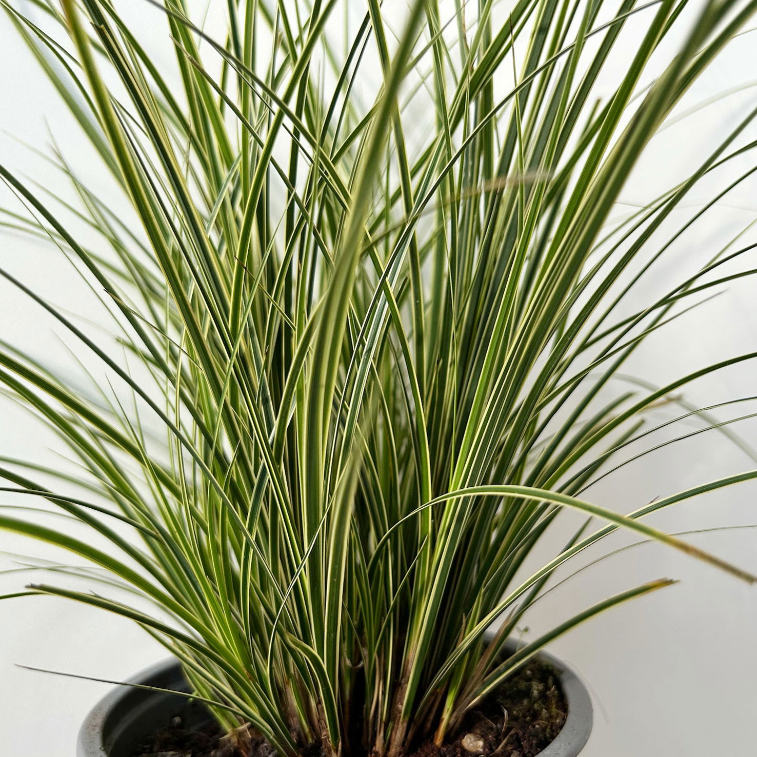 Bio Segge 'Variegata', grün-weiß, Topf-Ø 12 cm, 3 Pflanzen