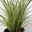 Bio Segge 'Variegata', grün-weiß, Topf-Ø 12 cm, 3 Pflanzen
