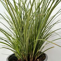 Bio Segge 'Variegata', grün-weiß, Topf-Ø 12 cm, 3 Pflanzen