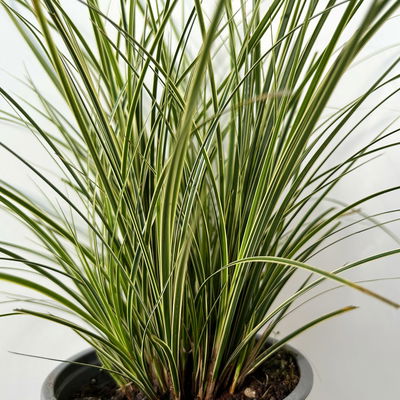 Bio Segge 'Variegata', grün-weiß, Topf-Ø 12 cm, 3 Pflanzen Bio Segge 'Variegata', grün-weiß, Topf-Ø 12 cm, 3 Pflanzen