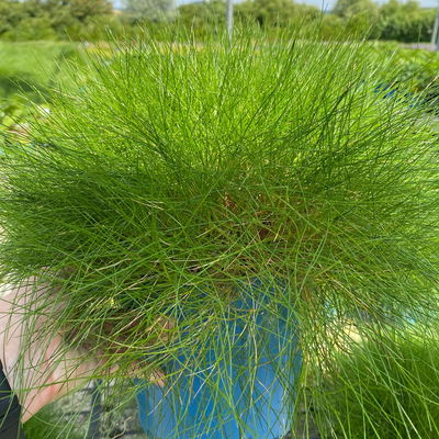 Bärenfellgras 'Pic Carlit', grün, Topf 3 Liter Bärenfellgras 'Pic Carlit', grün, Topf 3 Liter