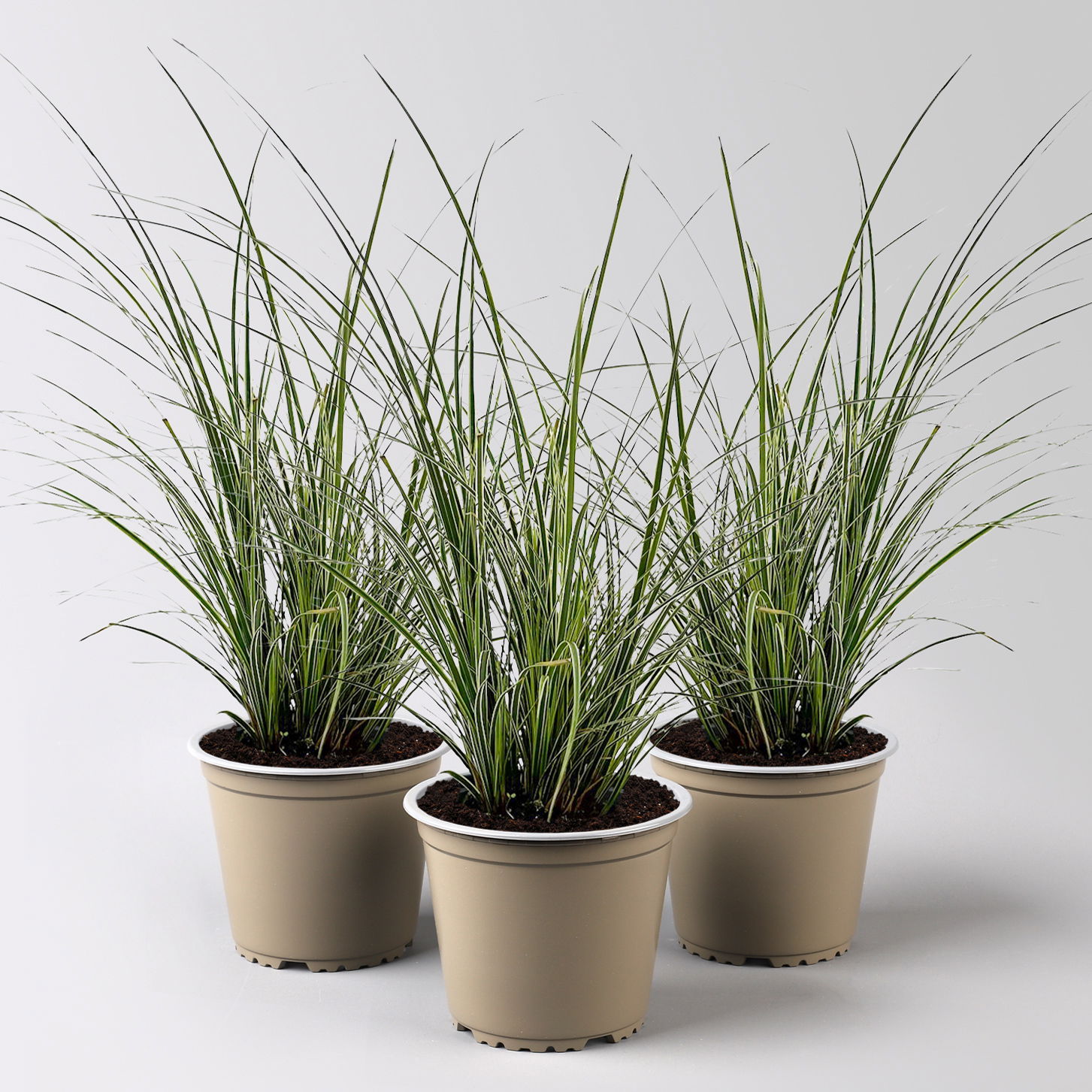 Bio Segge 'Variegata', grün-weiß, Topf-Ø 12 cm, 3 Pflanzen