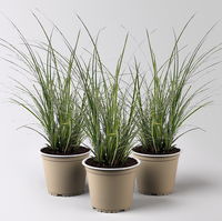 Bio Segge 'Variegata', grün-weiß, Topf-Ø 12 cm, 3 Pflanzen