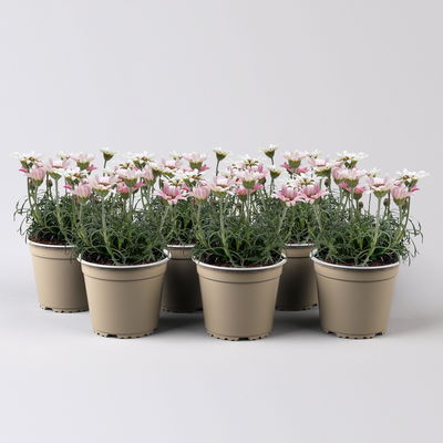 Rhodanthemum hosmariense, hellrosa, Topf-Ø 13 cm, 6er-Set