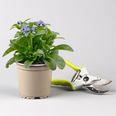 Pflanzenkreation Bunter Frühling, 9 Pflanzen inkl. Erde & Dünger