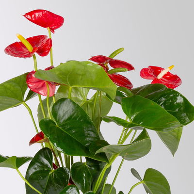 Flamingoblume, 'Royal Red Champion', rot, Topf-Ø 14 cm, Höhe ca. 50 cm Flamingoblume, 'Royal Red Champion', rot, Topf-Ø 14 cm, Höhe ca. 50 cm