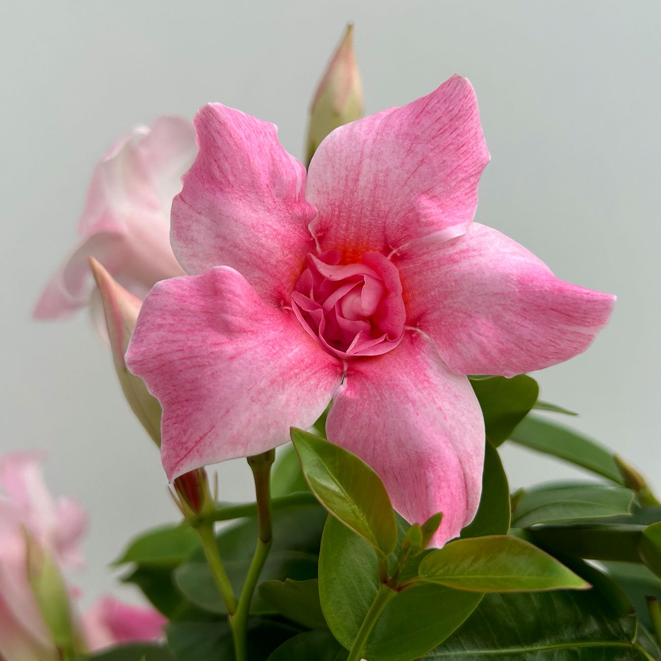 Dipladenie 'Pink Blush' rosa, gefüllt, Doppelbogen, Topf-Ø 14 cm, 2er-Set