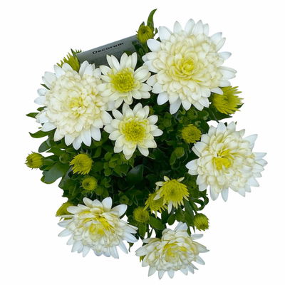 Kapkörbchen weiß gefüllt, Topf-Ø 12 cm, 6er-Set