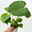 Monstera deliciosa, Topf-Ø 12 cm, 2 Pflanzen