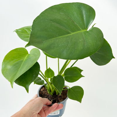 Monstera deliciosa, Topf-Ø 12 cm, 2 Pflanzen