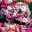 Bartnelke (Dianthus barbatus) Kaleidoscope Mixed / einjährig, bunt, Schnittblume