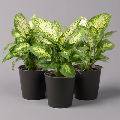 Dieffenbachie 'Compacta' mit Keramiktopf Dallas anthrazit, Topf-Ø12cm, 3er-Set