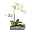 Kunstpflanze Phalaenopsis-Arrangement, hellgrün, Höhe ca. 40 cm