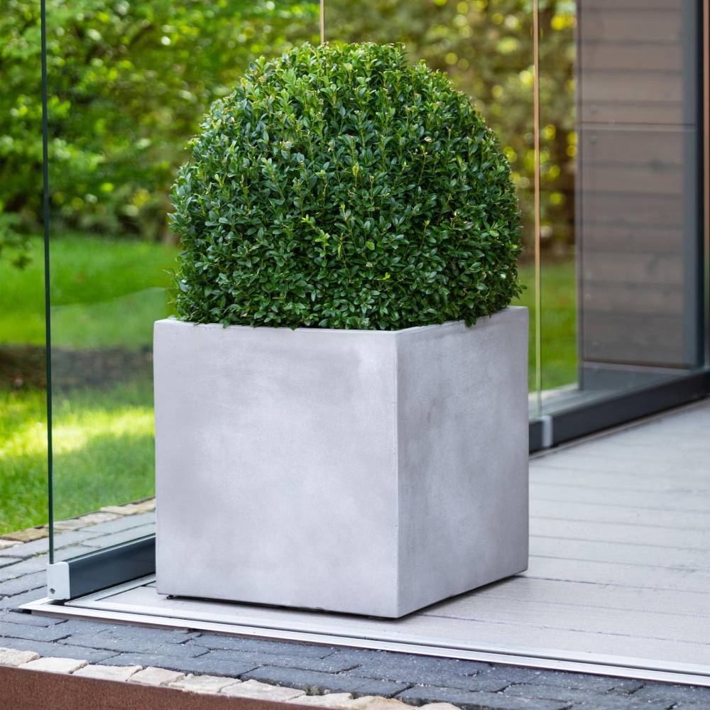 Kübelpflanzen kuebelpflanzen