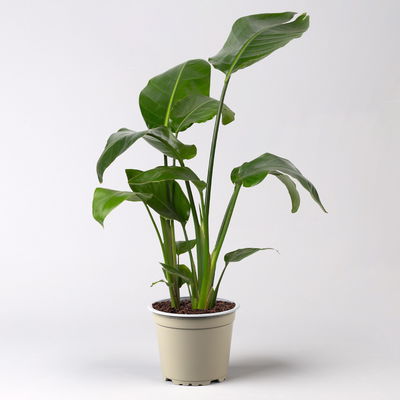 Strelitzie nicolai, Topf-Ø 17 cm, Höhe ca. 55 cm