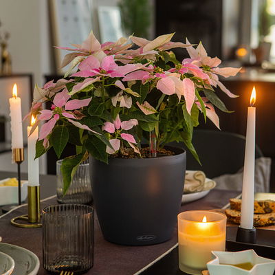 Lechuza 'Classico Color 35', schiefergrau, ca. Ø 34,5 x H 32,5 cm Lechuza 'Classico Color 35', schiefergrau, ca. Ø 34,5 x H 32,5 cm