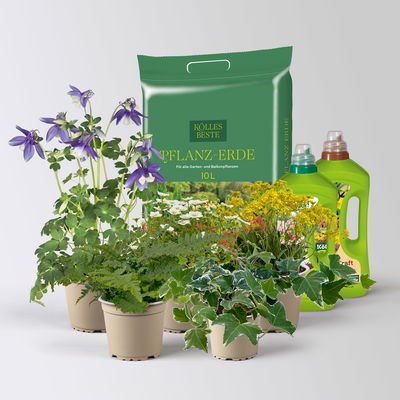 Pflanzenkreation Frühlingsmagie, 5 Pflanzen inkl. Erde und Dünger