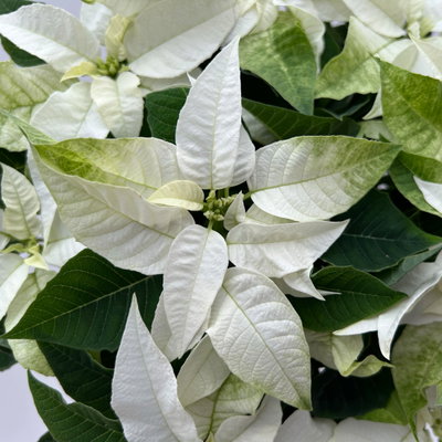 Bio Herbsttern, Euphorbia 'Princettia®', weiß, Topf-Ø 12 cm, 3 Pflanzen Bio Herbsttern, Euphorbia 'Princettia®', weiß, Topf-Ø 12 cm, 3 Pflanzen