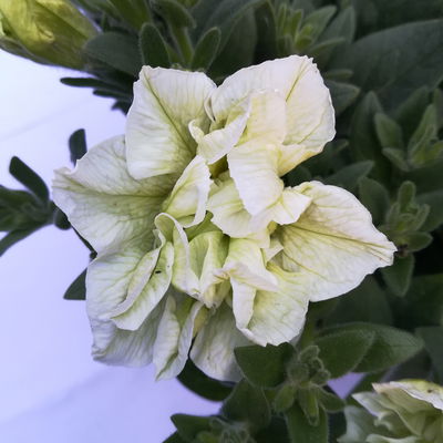 Petunie weiß/creme, gefüllt, hängend, Topf -Ø 13 cm, 6 Pflanzen Petunie weiß/creme, gefüllt, hängend, Topf -Ø 13 cm, 6 Pflanzen