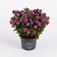 Hebe 'All Blooms®' rosa, Topf-Ø 12 cm, 3er-Set