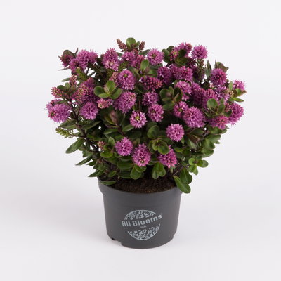 Hebe 'All Blooms®', rosa, Topf-Ø 12 cm, 3 Pflanzen