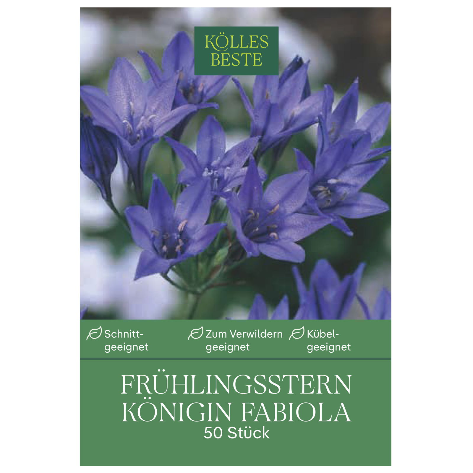 Kölles Beste Blumenzwiebeln, Frühlingsstern 'Königin Fabiola'