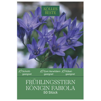 Kölles Beste Blumenzwiebeln, Frühlingsstern 'Königin Fabiola'