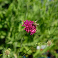 Bio Witwenblume, rot, Topf 11x11 cm, 3 Pflanzen