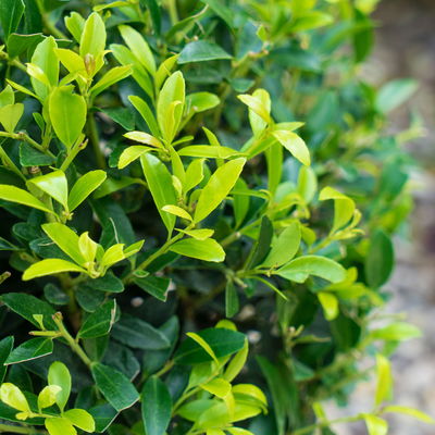 Stechpalme 'Impala®', Höhe 50-60 cm, Topf 5 Liter, 50 Pflanzen