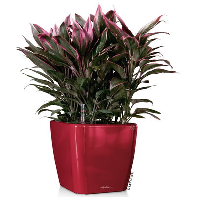 Lechuza 'Quadro LS 43', scarlet-rot, ca. 43 x 43 x H 40 cm