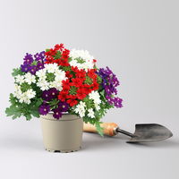 Eisenkraut 'Trio', rot-weiß-blau, Topf-Ø 12 cm, 3 Pflanzen