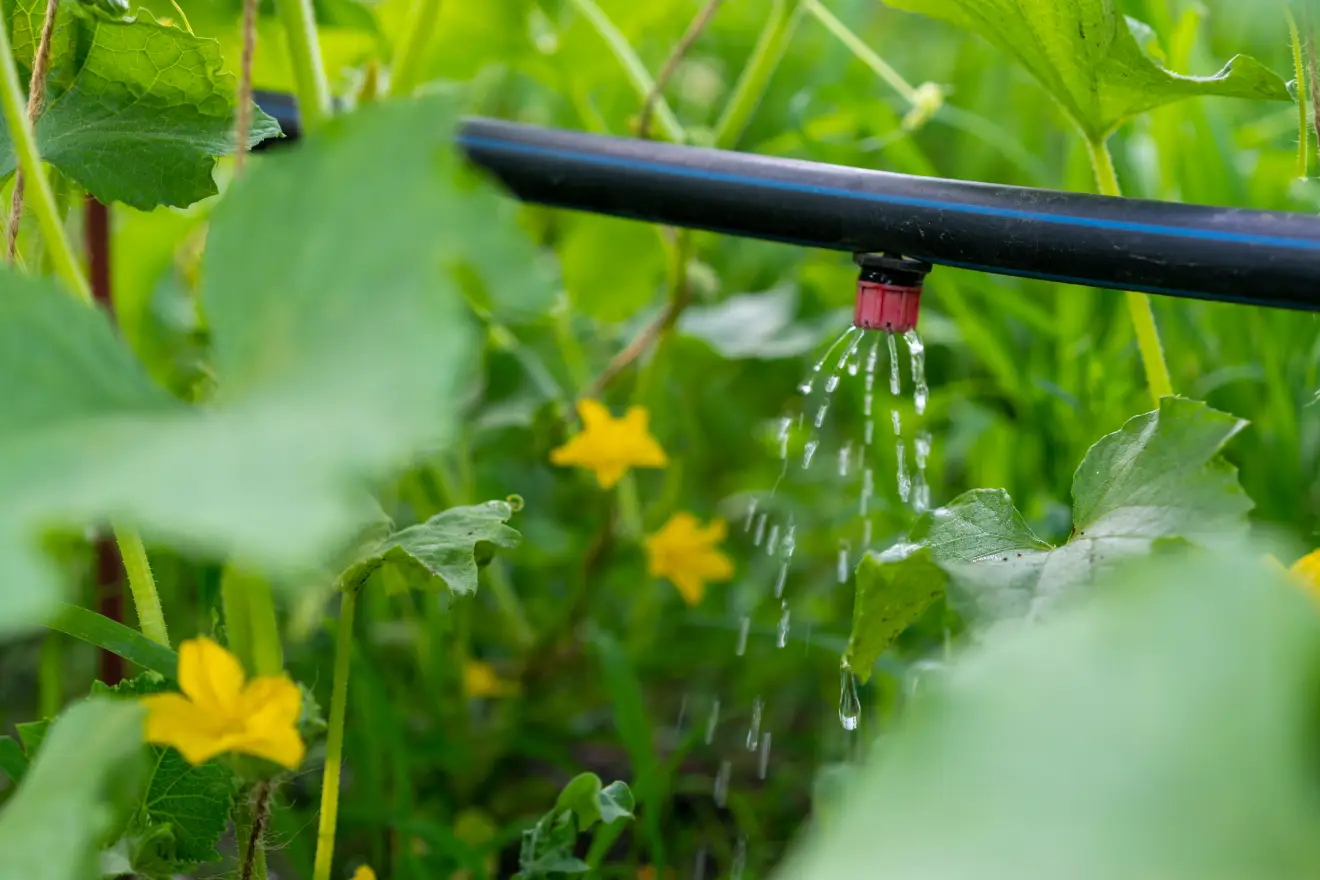 Tröpfchensystem zur sparsamen Gartenbewässerung an Gemüsepflanzen
