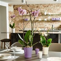 Orchideentopf aus Keramik, robust, klassische Form