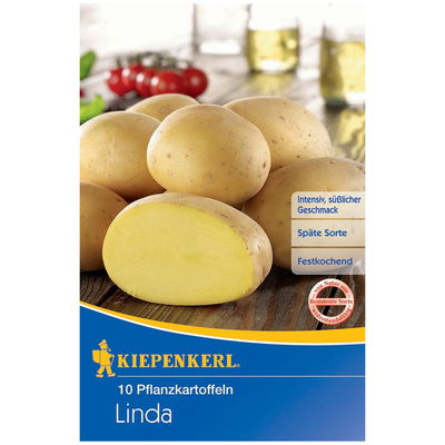 Pflanzkartoffel, Solanum tuberosum 'Linda', gelbe Schale, 10 Stück, 800 g