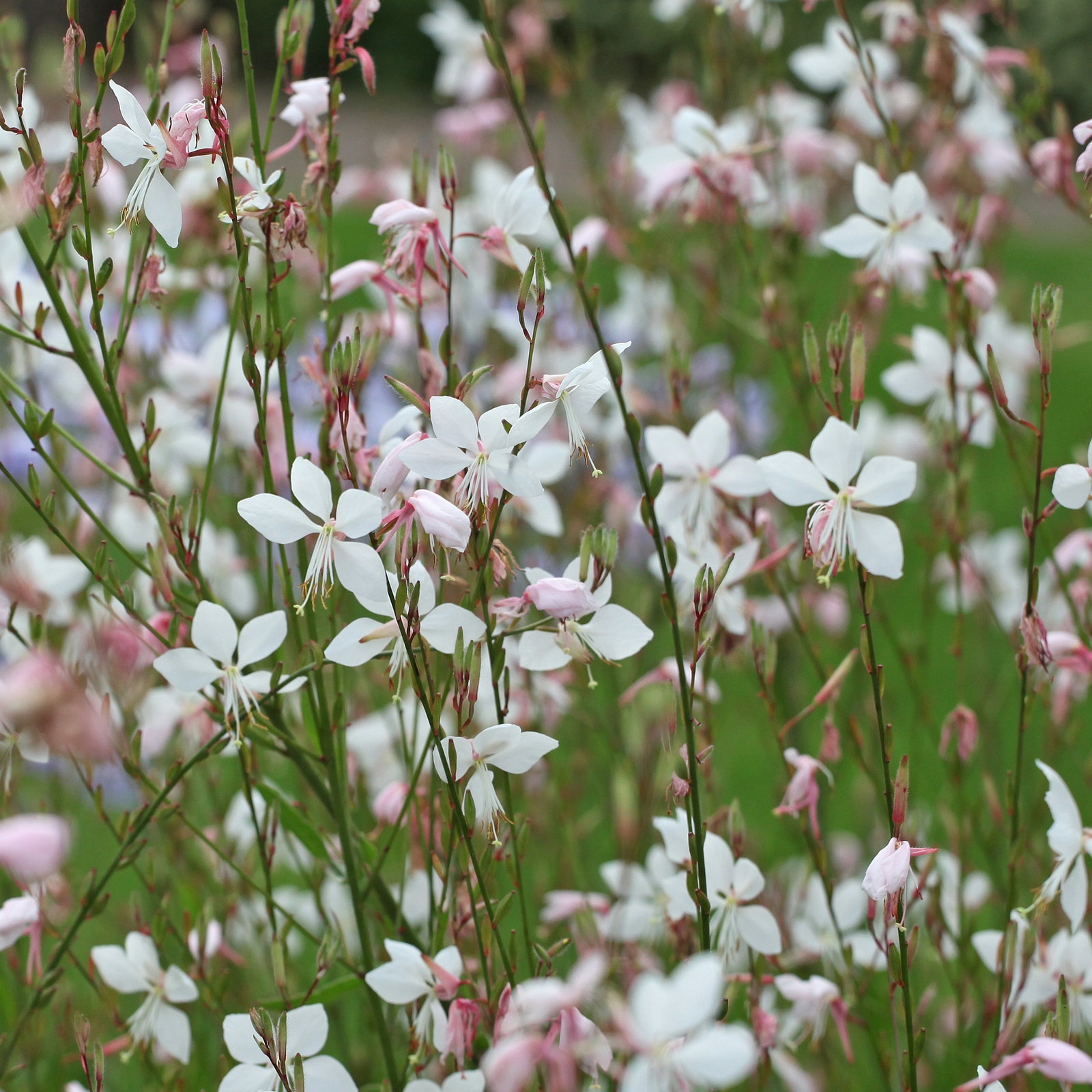 Pflanzenkreation Lavendeltraum, groß, 6 Pflanzen inkl. Erde und Dünger