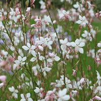 Pflanzenkreation Lavendeltraum, groß, 6 Pflanzen inkl. Erde und Dünger