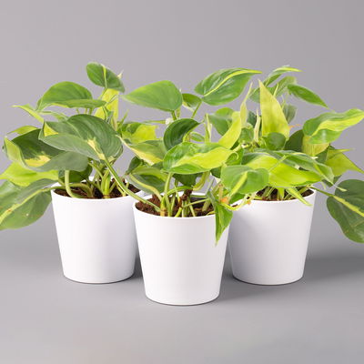 Philodendron 'Brasil' in Keramiktopf Dallas weiß, Topf-Ø 12 cm, 3er-Set Philodendron 'Brasil' in Keramiktopf Dallas weiß, Topf-Ø 12 cm, 3er-Set