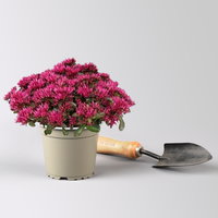 Sedum spurium 'Spot on® Deep Rose', dunkelrosa, Topf 12 cm Ø, 3 Pflanzen Sedum spurium 'Spot on® Deep Rose', dunkelrosa, Topf 12 cm Ø, 3 Pflanzen