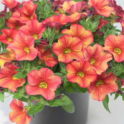 Zauberglöckchen, orange, dunkelrot geadert, Topf-Ø 13 cm, 6 Pflanzen