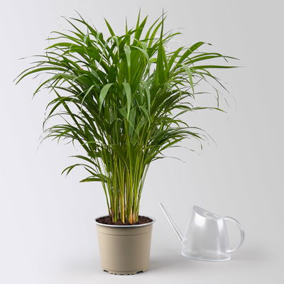 Goldfruchtpalme, Topf-Ø 19 cm, Höhe ca. 80 cm Goldfruchtpalme, Topf-Ø 19 cm, Höhe ca. 80 cm