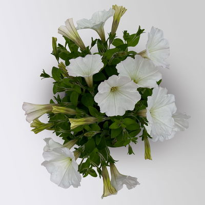 Petunie weiß, hängend, Topf-Ø 13 cm, 6 Pflanzen