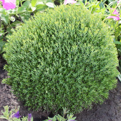 Pflanzenkreation Vorweihnachtszeit, 8 Pflanzen + Lichterkette + Erde