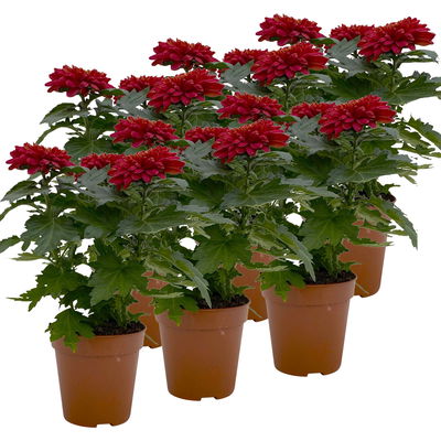 Chrysantheme 'Zembla Next Red', rot, großblumig, Topf-Ø 13 cm, 6 Pflanzen Chrysantheme 'Zembla Next Red', rot, großblumig, Topf-Ø 13 cm, 6 Pflanzen