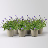 Glockenblume 'Spring Bell®', blau, Topf-Ø 12 cm, 6 Pflanzen
