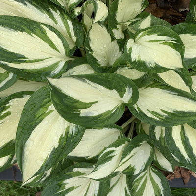 Bio Funkien 'Revolution' hellviolett, Topf 11x11 cm, 3 Pflanzen Bio Funkien 'Revolution' hellviolett, Topf 11x11 cm, 3 Pflanzen