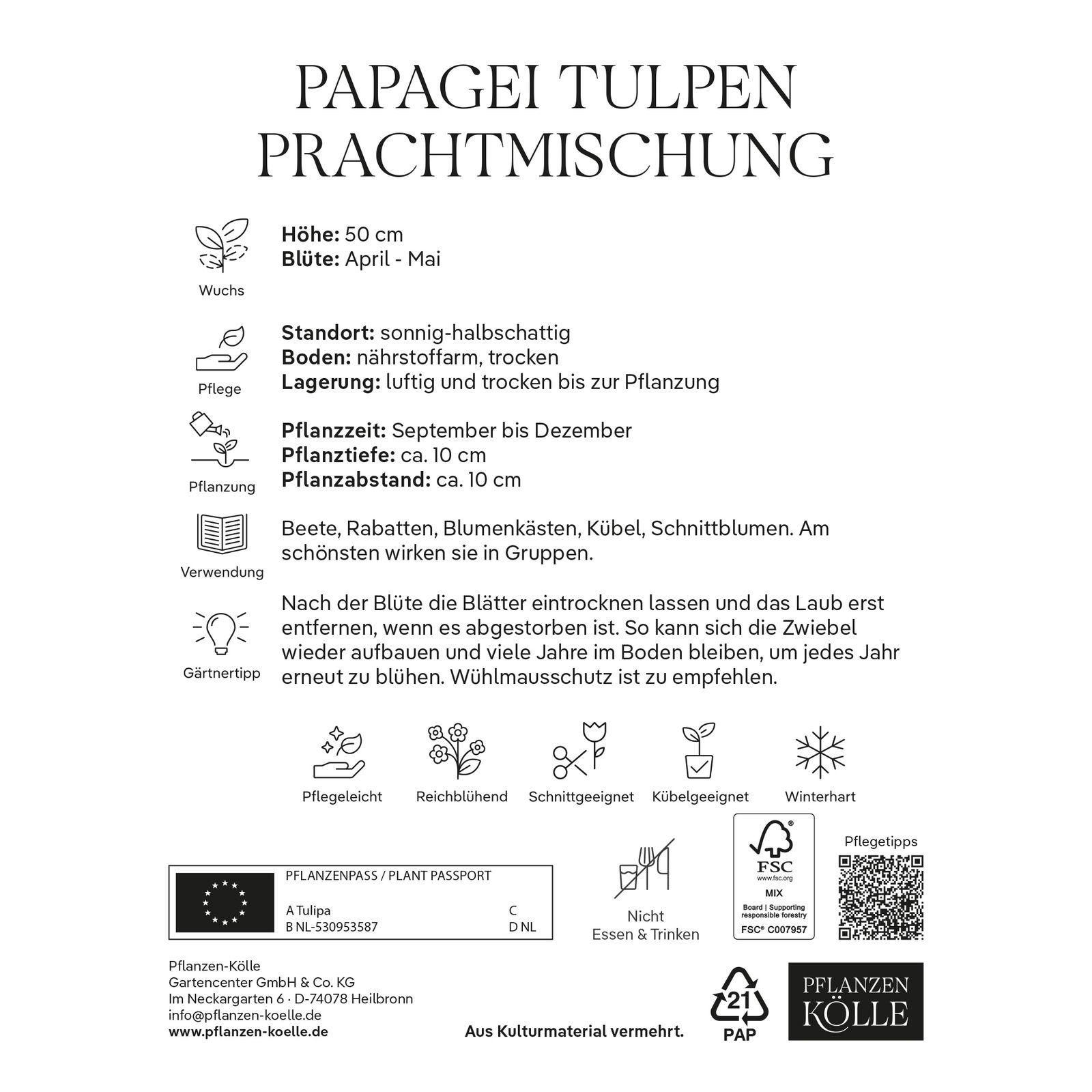 Papagei-Tulpen Prachtmischung, 7 Blumenzwiebeln